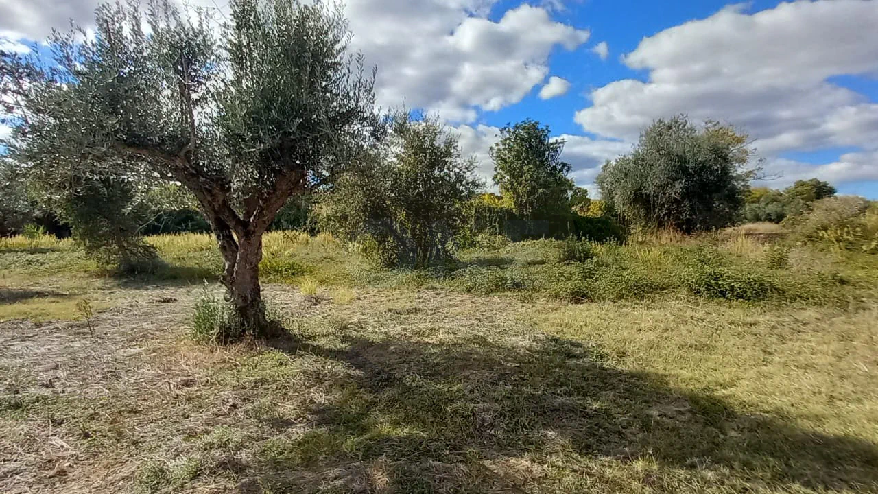 Terreno Rústico | + 1800 m2 | Lamarosa, Torres Novas - 3